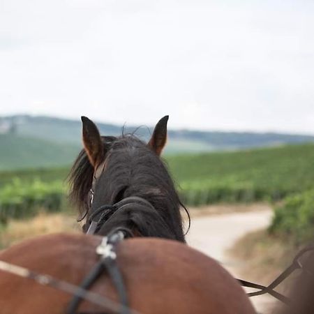 Gite le millésime Épernay Esterno foto