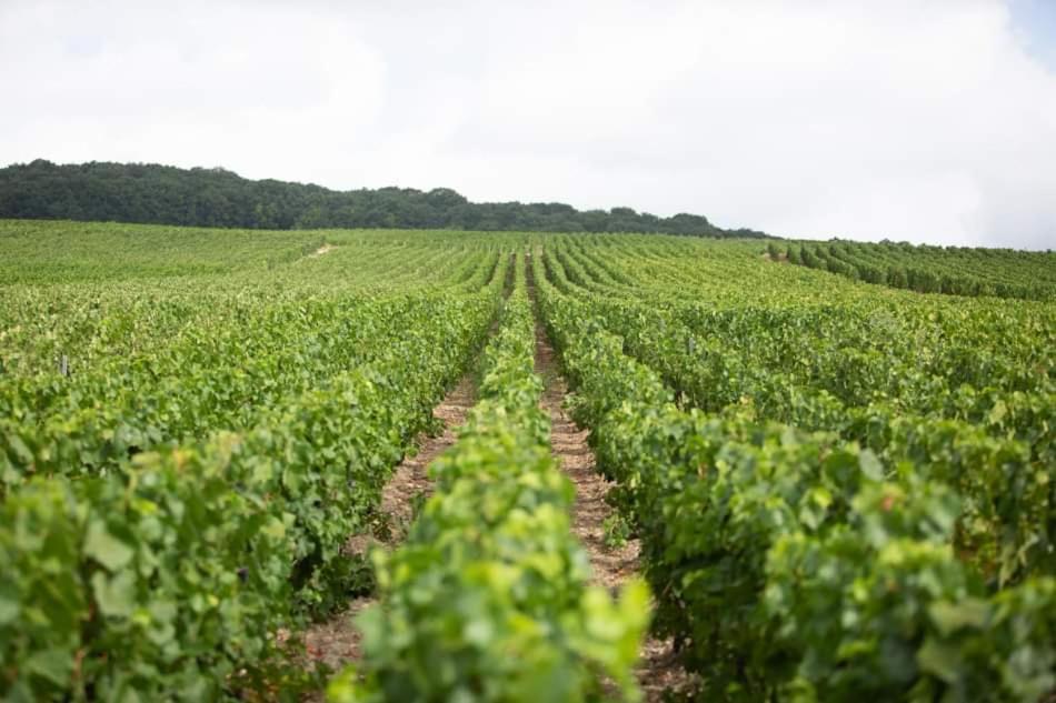 Gite le millésime Épernay Esterno foto